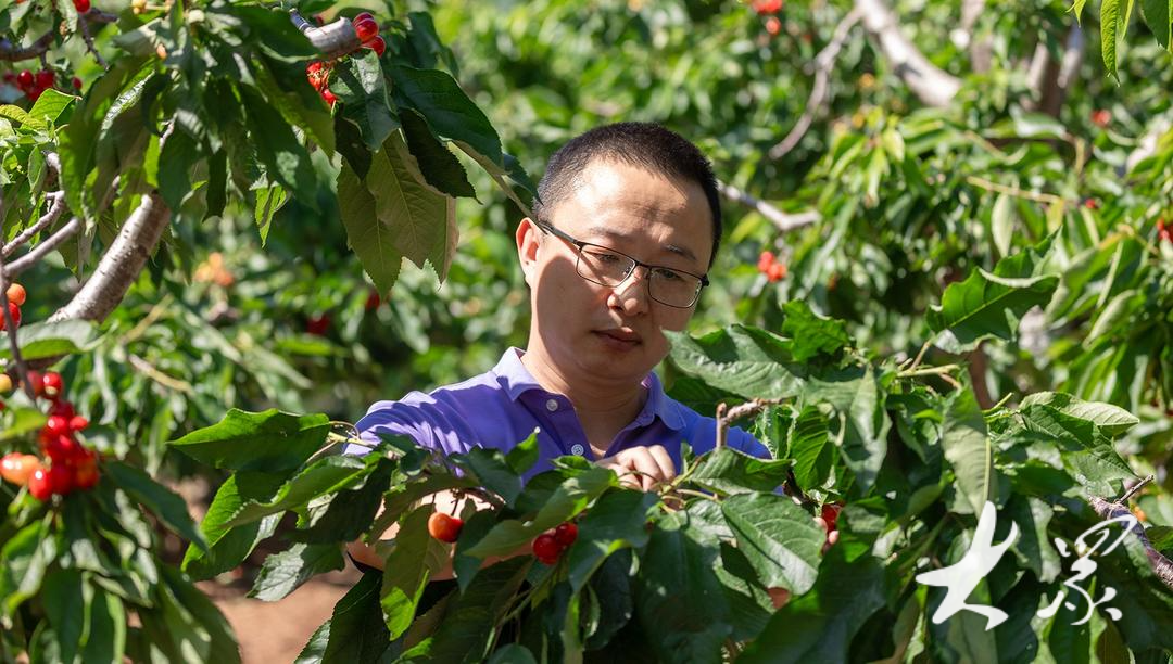 樱桃琥珀哪里可以免费看 1715826875nvwwead7b5c.png