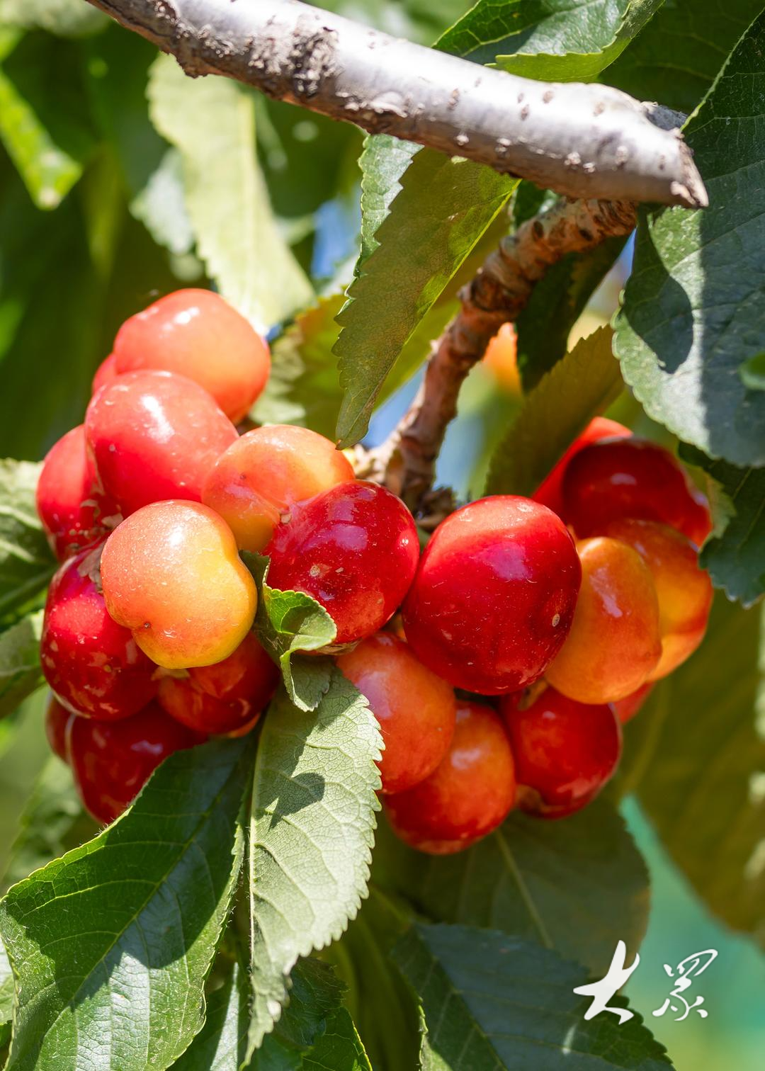 樱桃琥珀拍摄趣事 171582690834ein4shudm.png