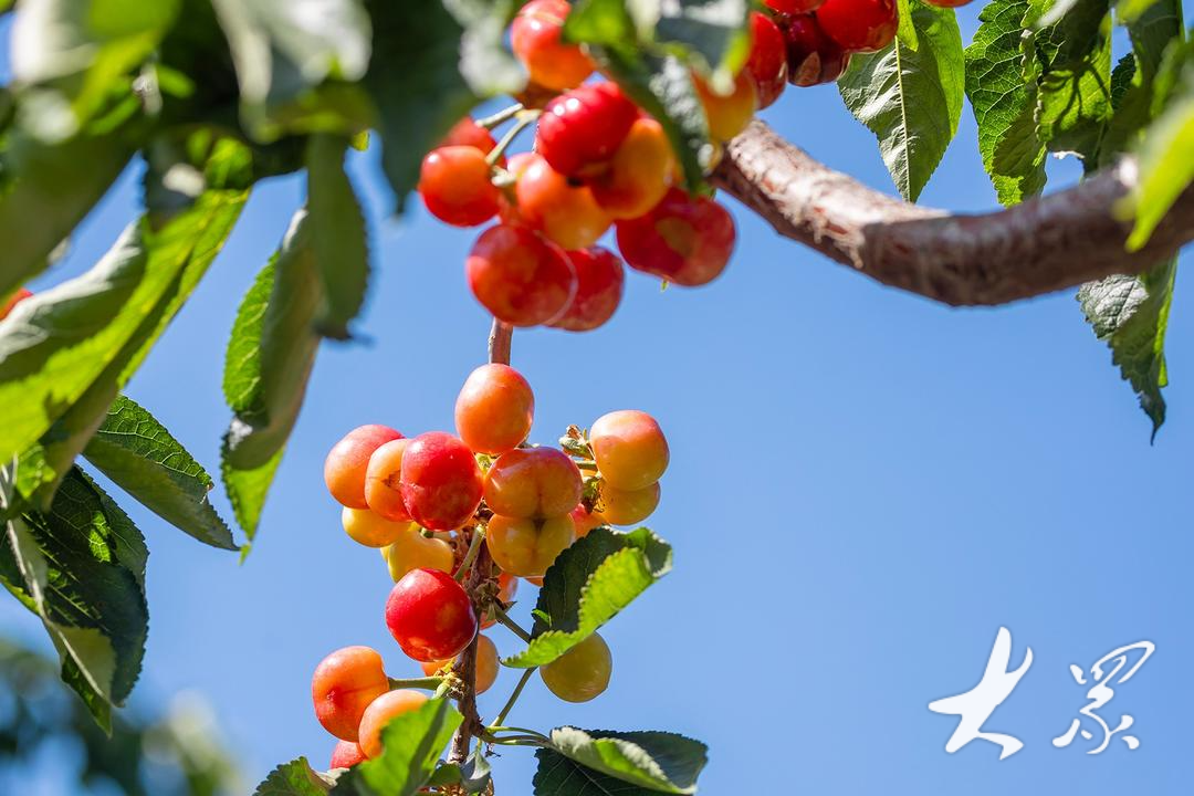 樱桃琥珀哪里看 1715826969y25x5lsi3wb.png