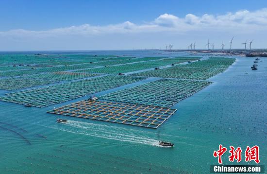 并在各大海洋牧场周边建设大型风电场,走出一条海洋经济创新绿色发展