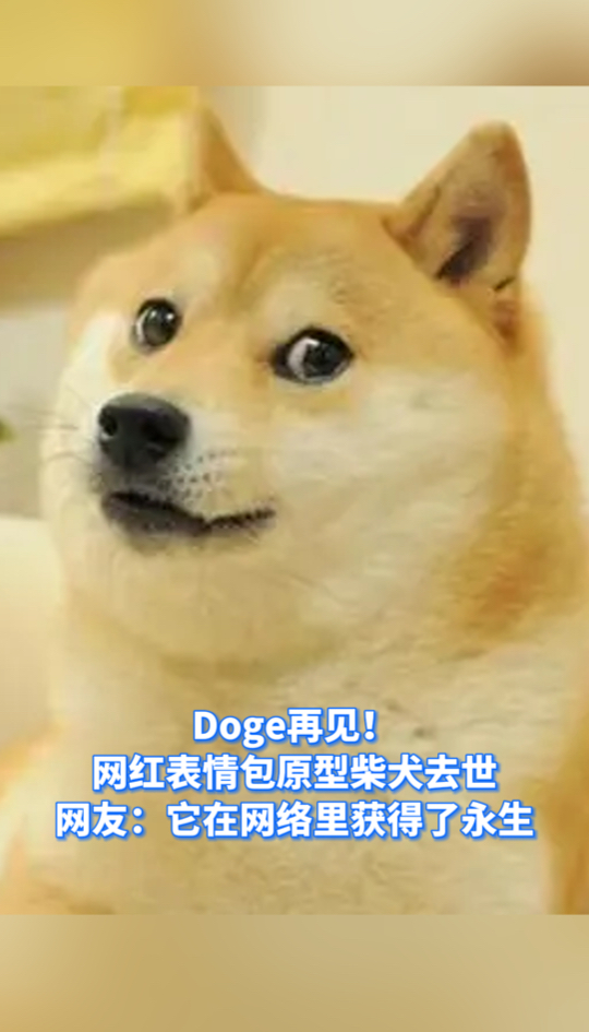 微视频|doge再见!网红表情包原型柴犬去世,网友:它在网络里获得了永生