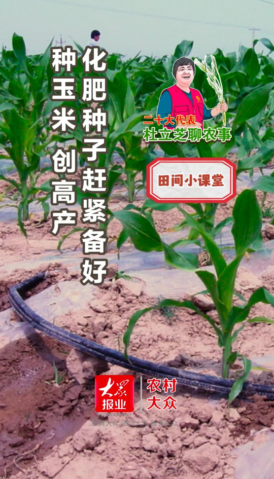 杜立芝田间小课堂|种玉米,创高产,化肥种子赶紧准备