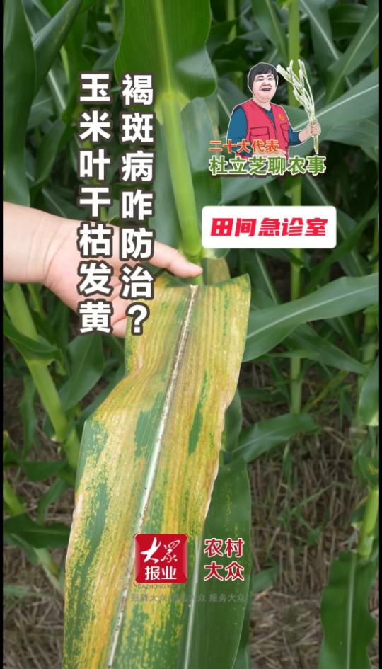 杜立芝田间急诊室|玉米叶干枯发黄 褐斑病咋防治?