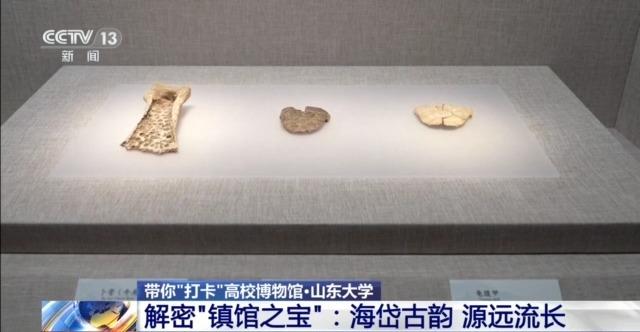 七千多年前的种子是啥样?去山东大学博物馆一探究竟