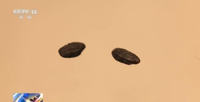 七千多年前的种子是啥样?去山东大学博物馆一探究竟