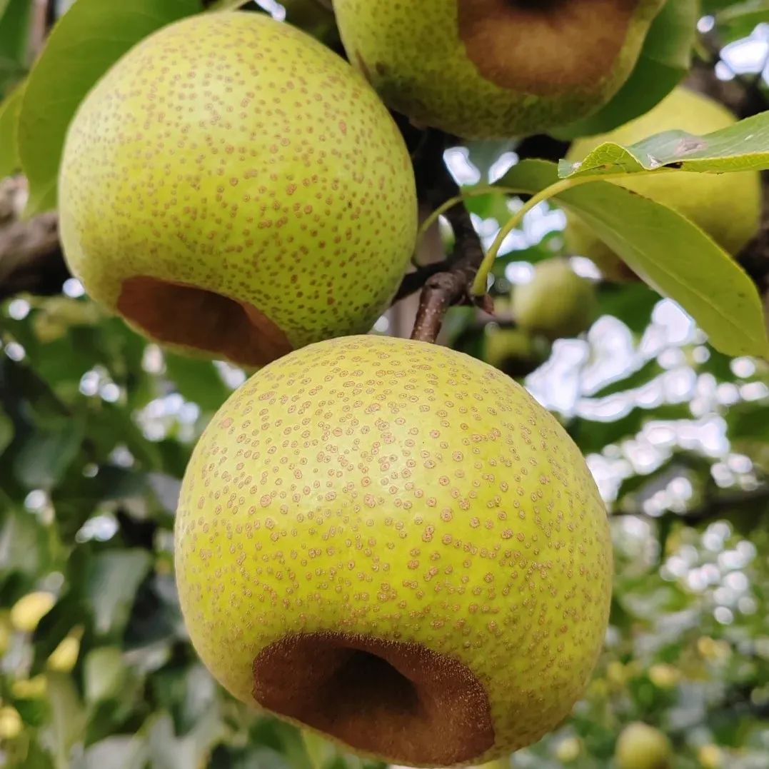 山东名梨"c"位:烟台莱阳梨