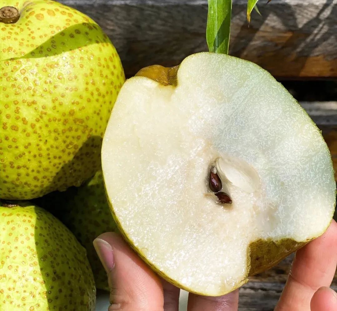 山东名梨"c"位:烟台莱阳梨