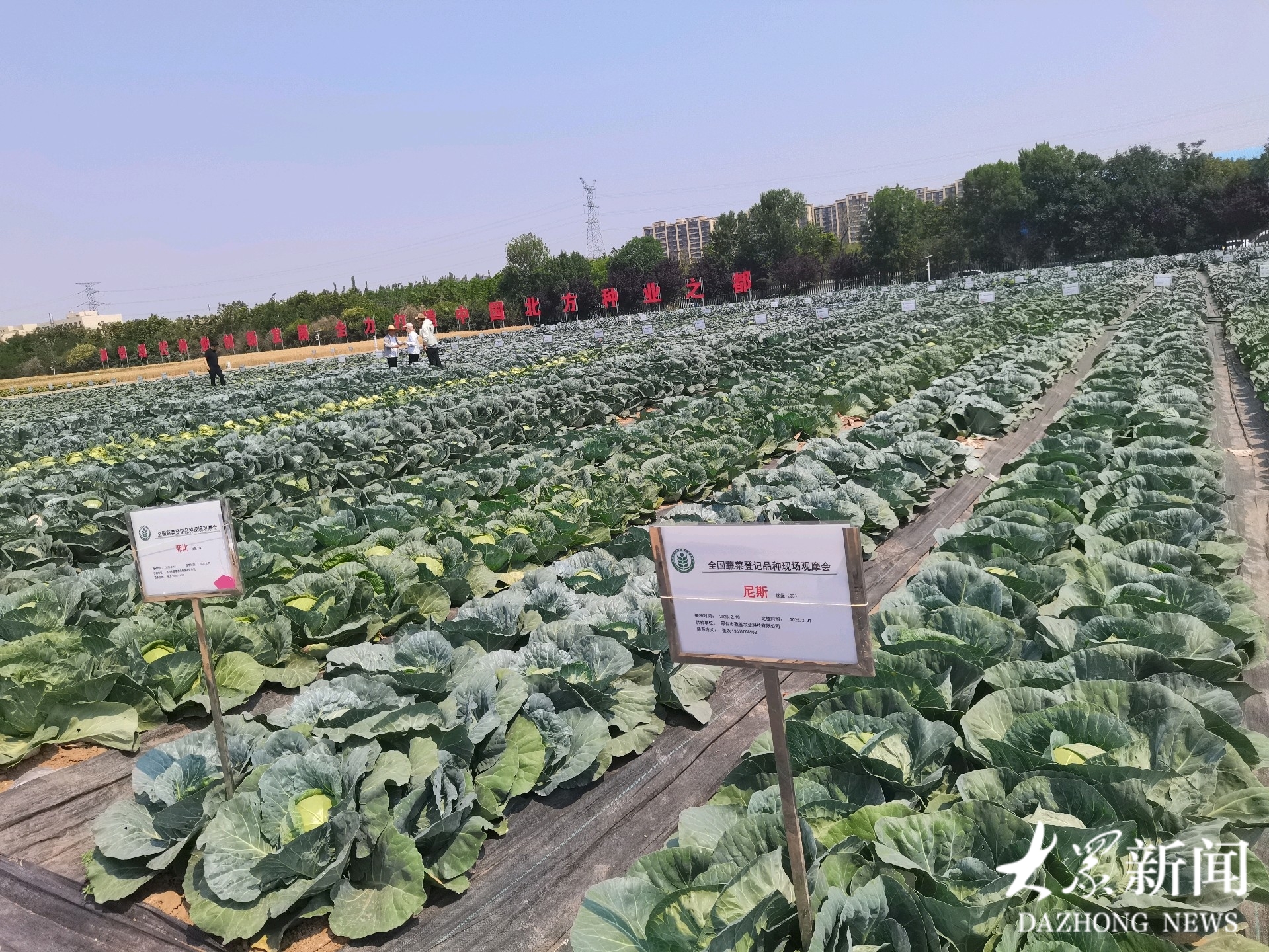 持续7天 免费开放！山东举办蔬菜优良品种展示开放活动