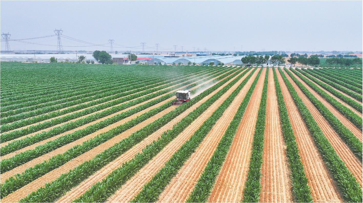 山东探索小麦玉米种植新模式，每年多产一季春玉米