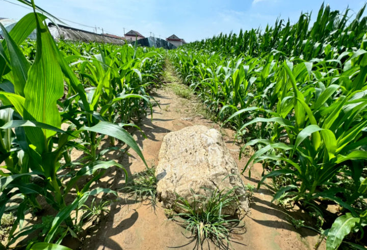 高0.6米!“全国最矮的山”就在山东?当地回应