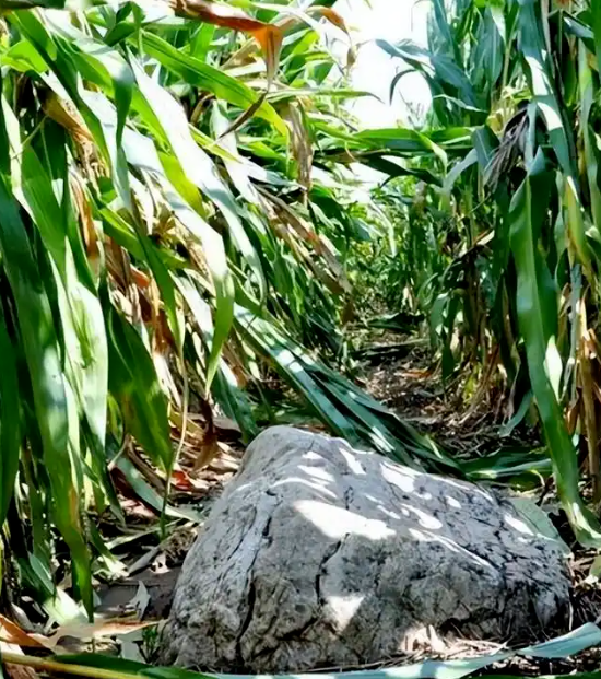 高0.6米!“全国最矮的山”就在山东?当地回应