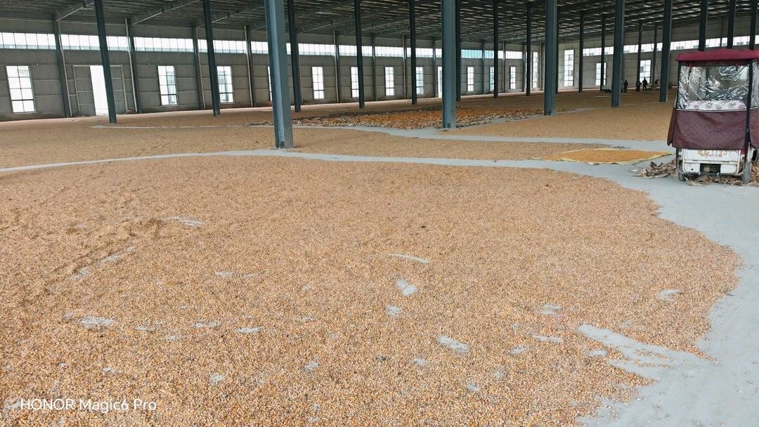 20万平米车间变玉米晾场!政企联动解困境打响秋收保卫战