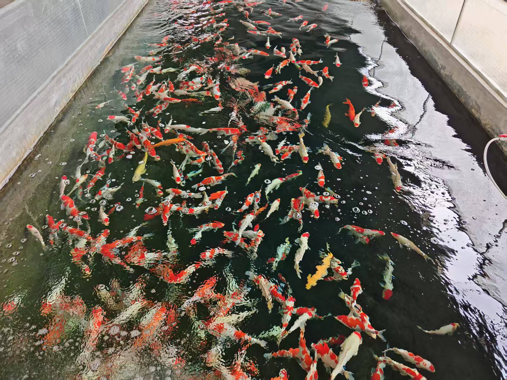 李清照的邻居们，不担心“争渡”