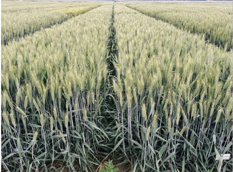全球首次！山东省农科院用黑麦“爸爸”育出小麦新品种“济麦61”