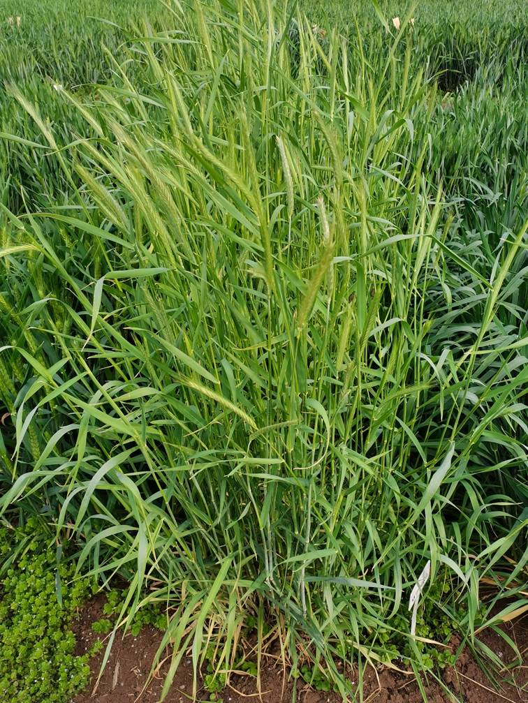 全球首次！山东省农科院用黑麦“爸爸”育出小麦新品种“济麦61”