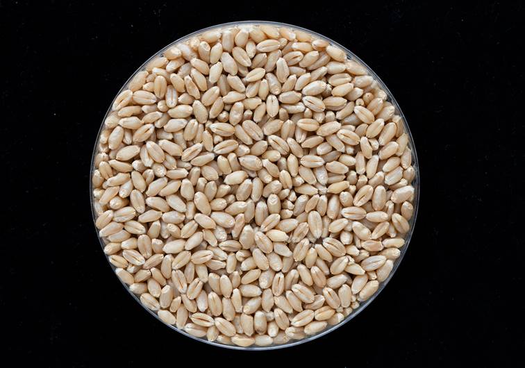 全球首次！山东省农科院用黑麦“爸爸”育出小麦新品种“济麦61”