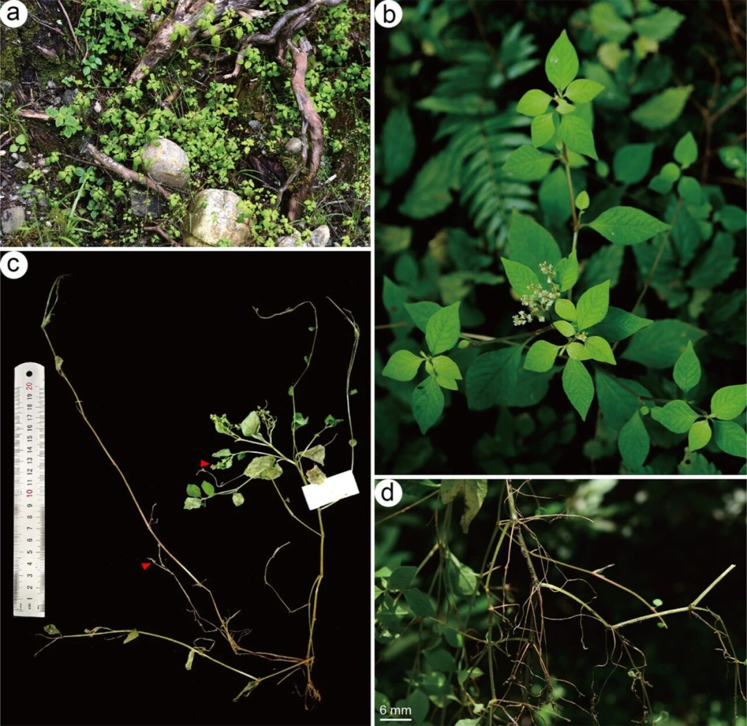 西藏发现3种新物种