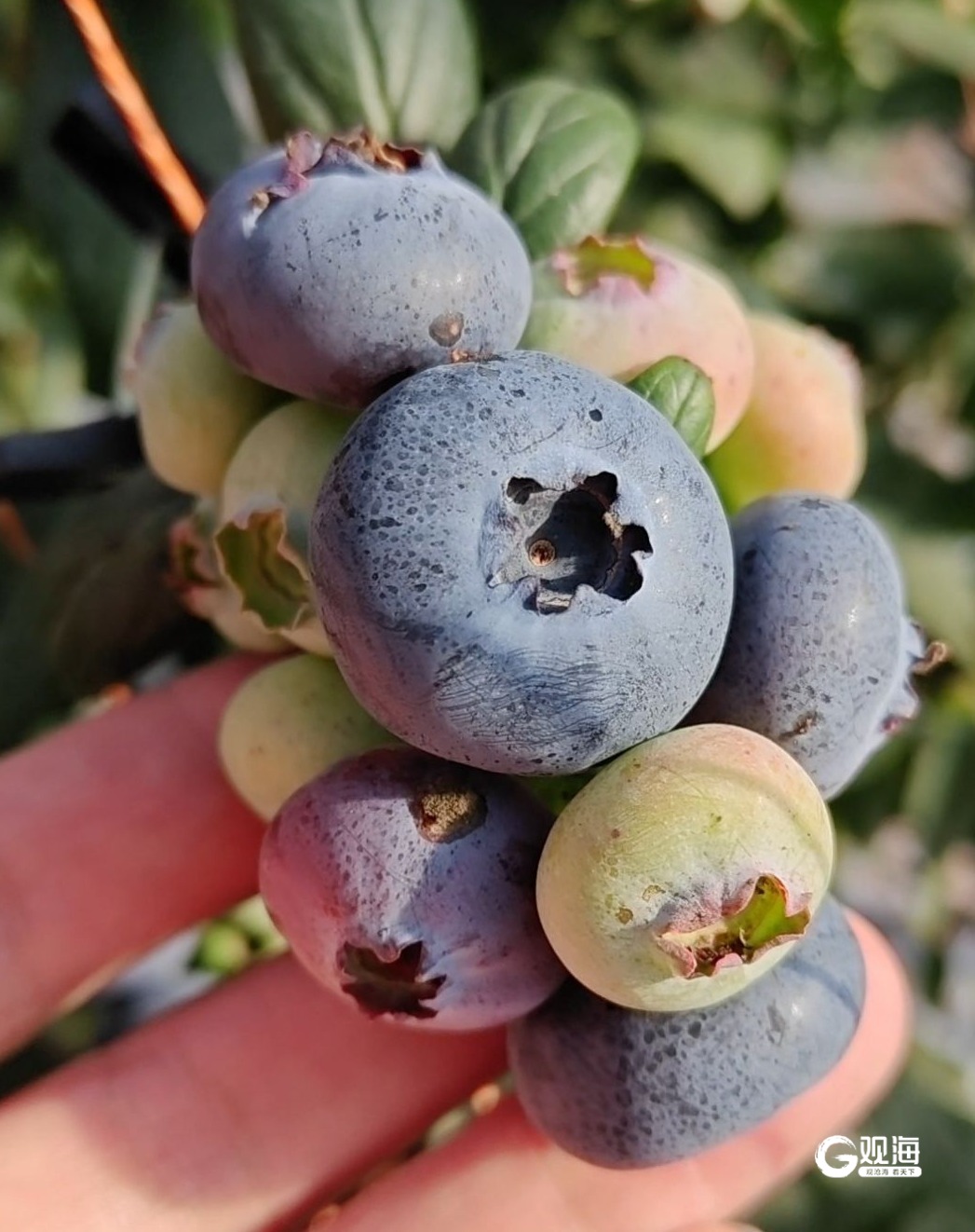 每公斤160元，青岛这里花香蓝莓迎来收获季