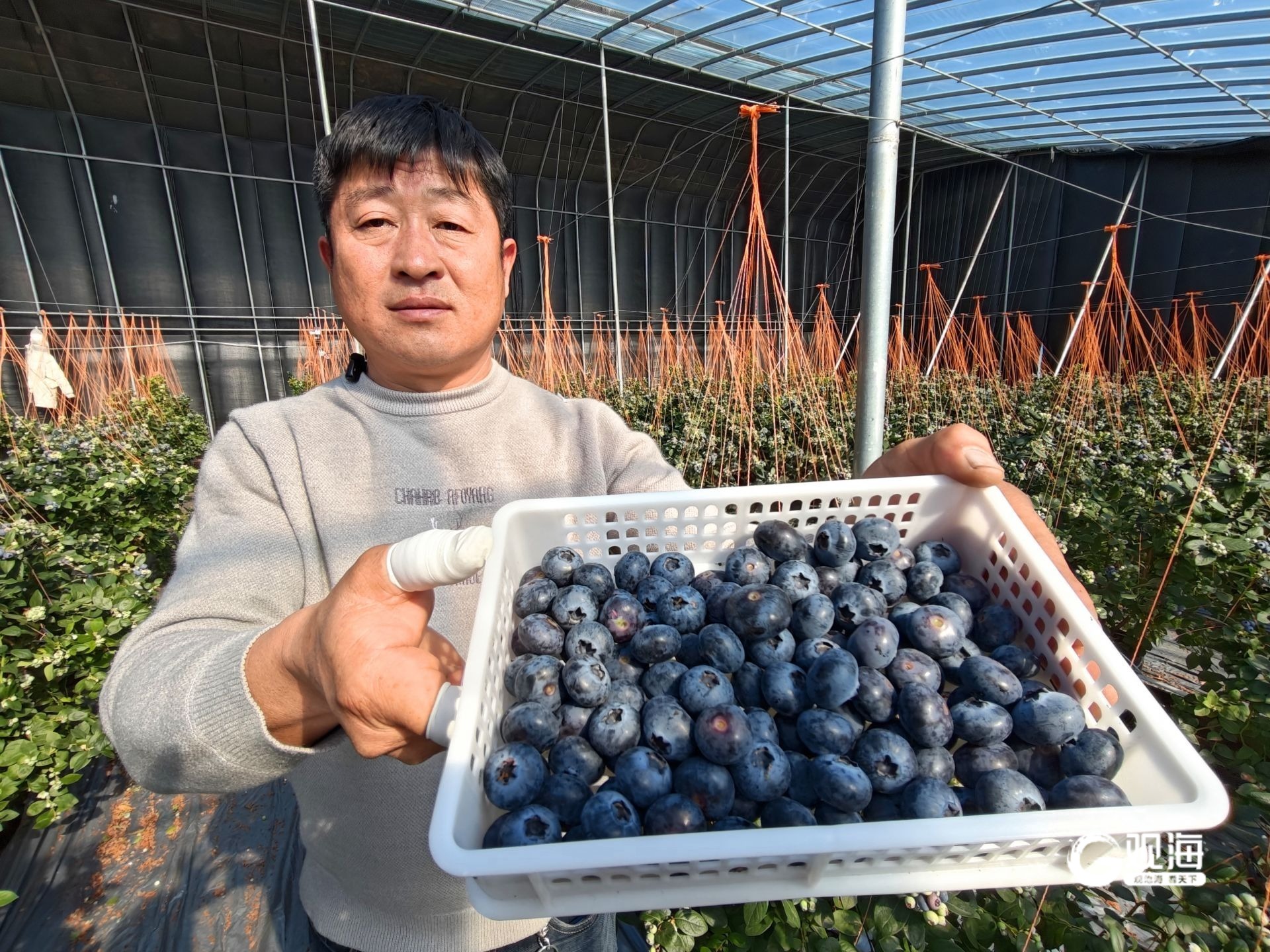 每公斤160元，青岛这里花香蓝莓迎来收获季