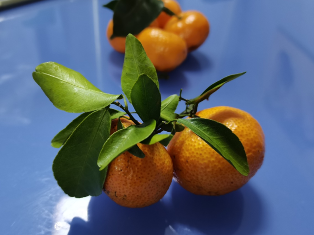 过年狂炫砂糖橘，我妈说我脸黄得像村口大黄狗 图7