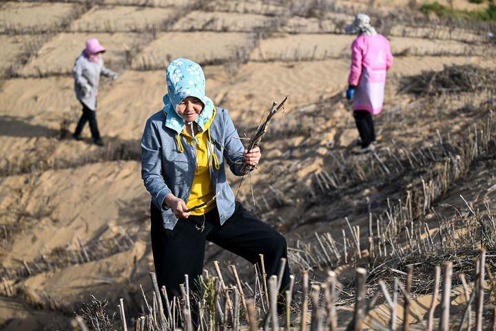 2025年9月12日,鄂尔多斯市杭锦旗治沙人敖特更花在库布其沙漠里铺设沙障。图源新华社.jpeg