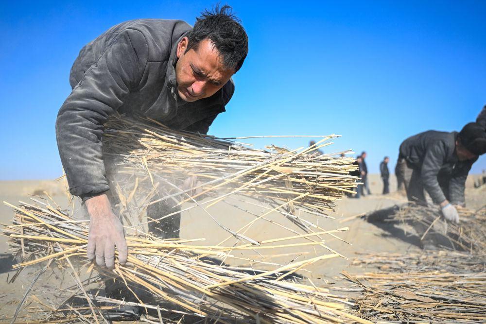 新疆和田地区墨玉县喀瓦克乡周边沙漠,当地农民在铺设草方格(2026年1月11日摄)。图源新华社.jpeg