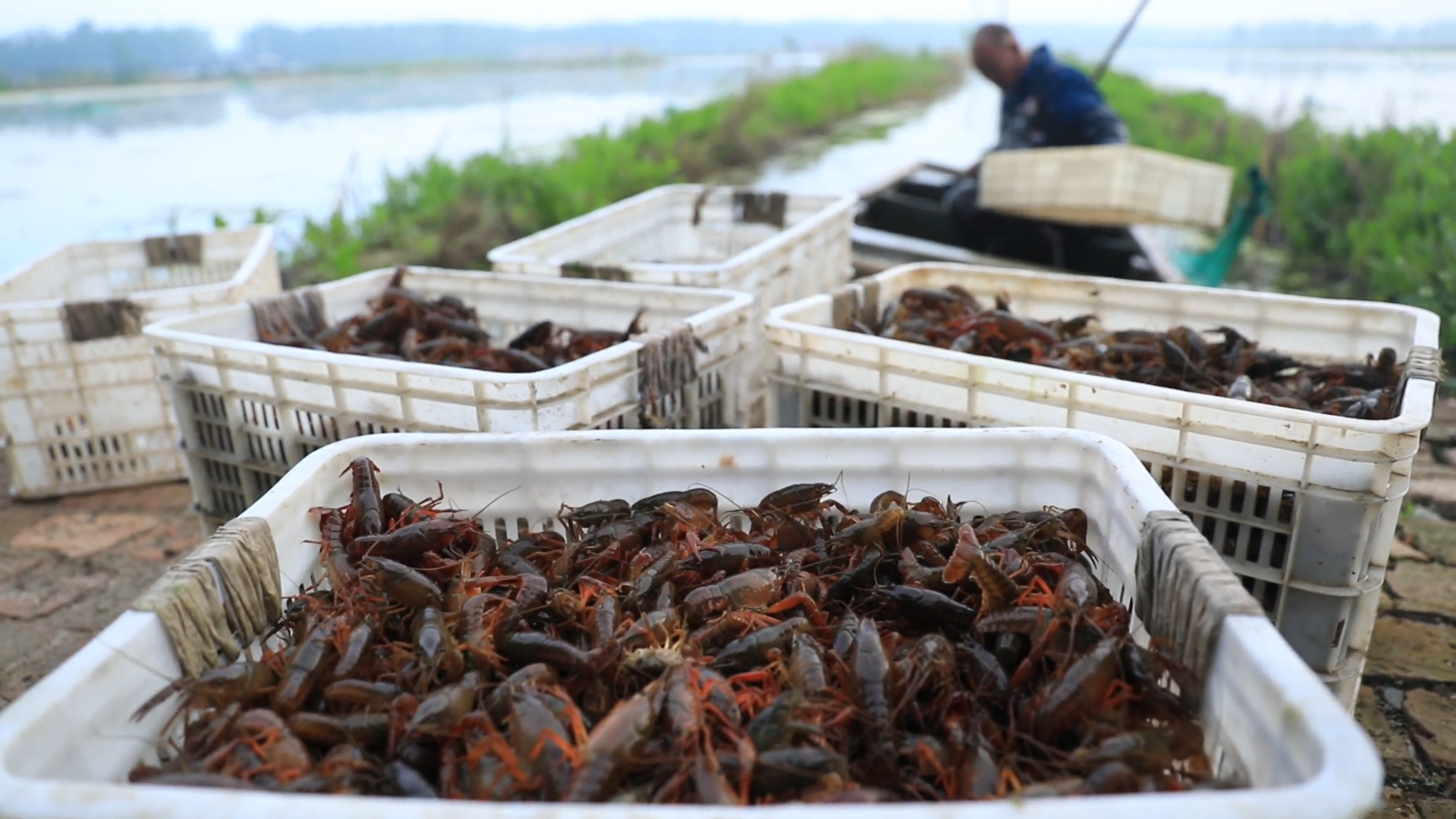 鱼台小龙虾缘何能抢“鲜”上市？ 图1