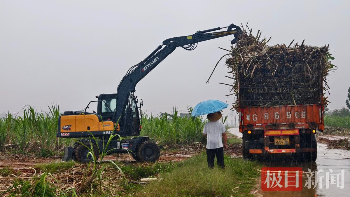 雨中装完最后一车甘蔗.jpg