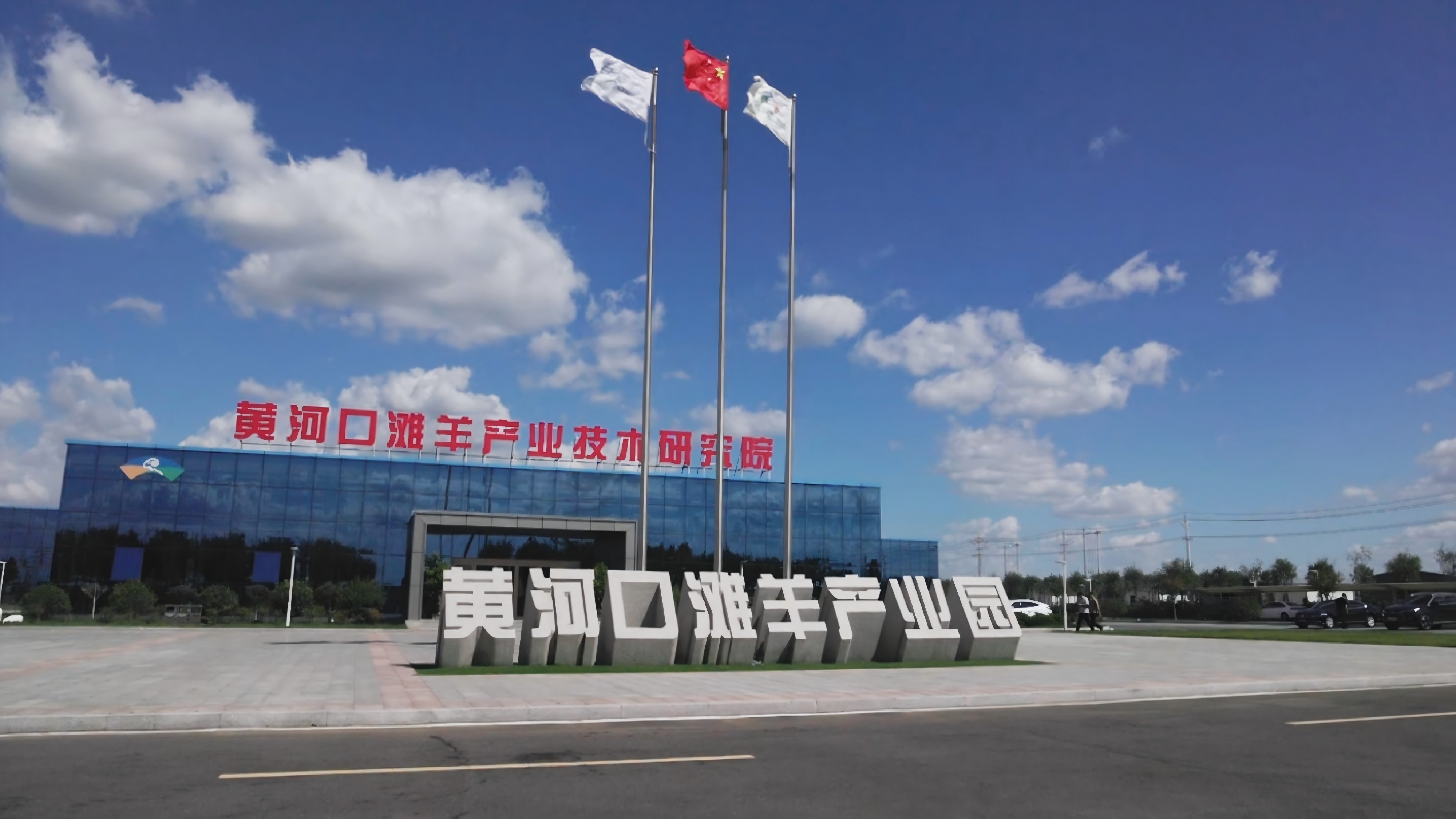 蹲点调查丨盐碱地育出高端“雪花羊”！利津上演黄河口滩羊“逆袭记”
