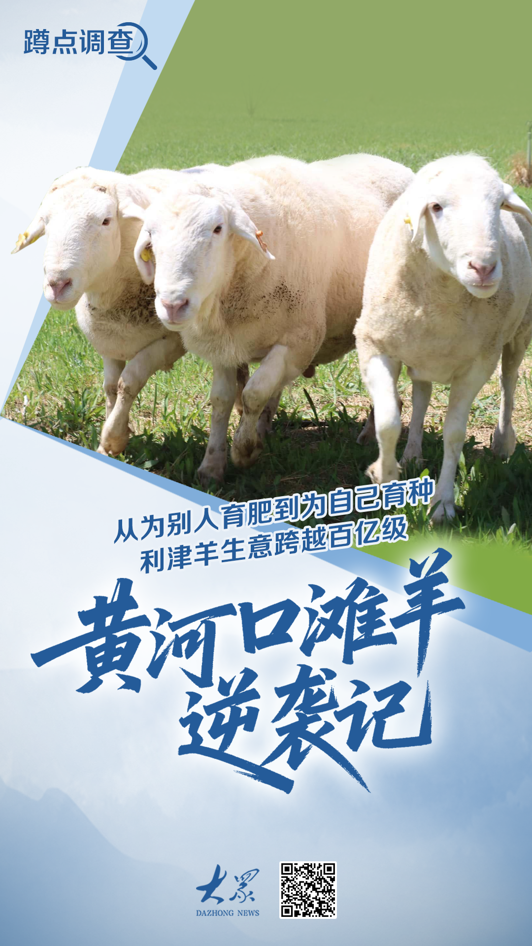 蹲点调查丨盐碱地育出高端“雪花羊”！利津上演黄河口滩羊“逆袭记”