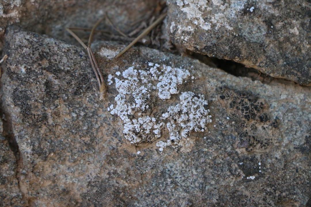 Porpidinia shananensis 沙南小孔衣