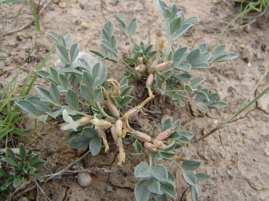 Astragalus helanshanensis 贺兰山黄芪