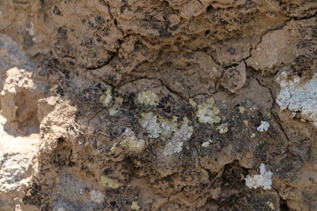 Gyalolechia pustulata 疮橙果衣