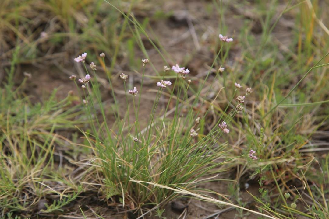 Allium brevipedicellatum 短梗葱