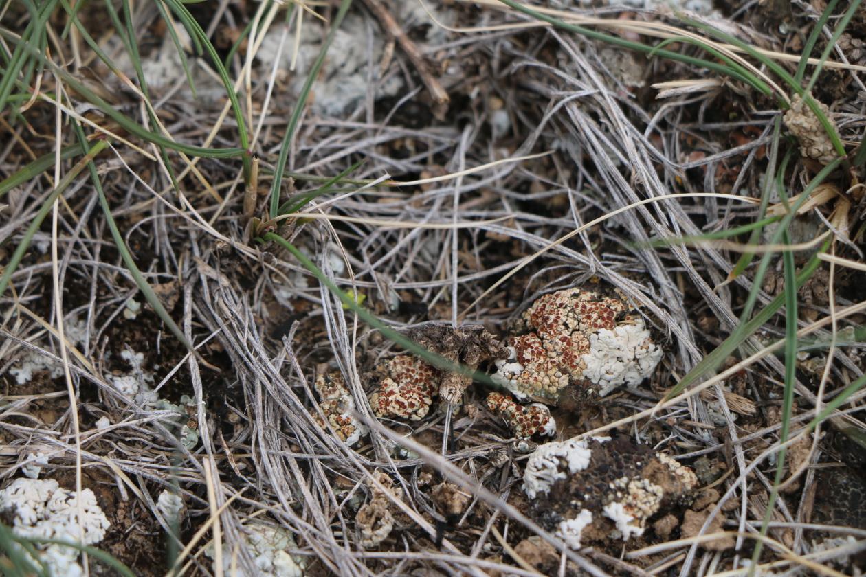 Gyalolechia farinosa 粉橙果衣