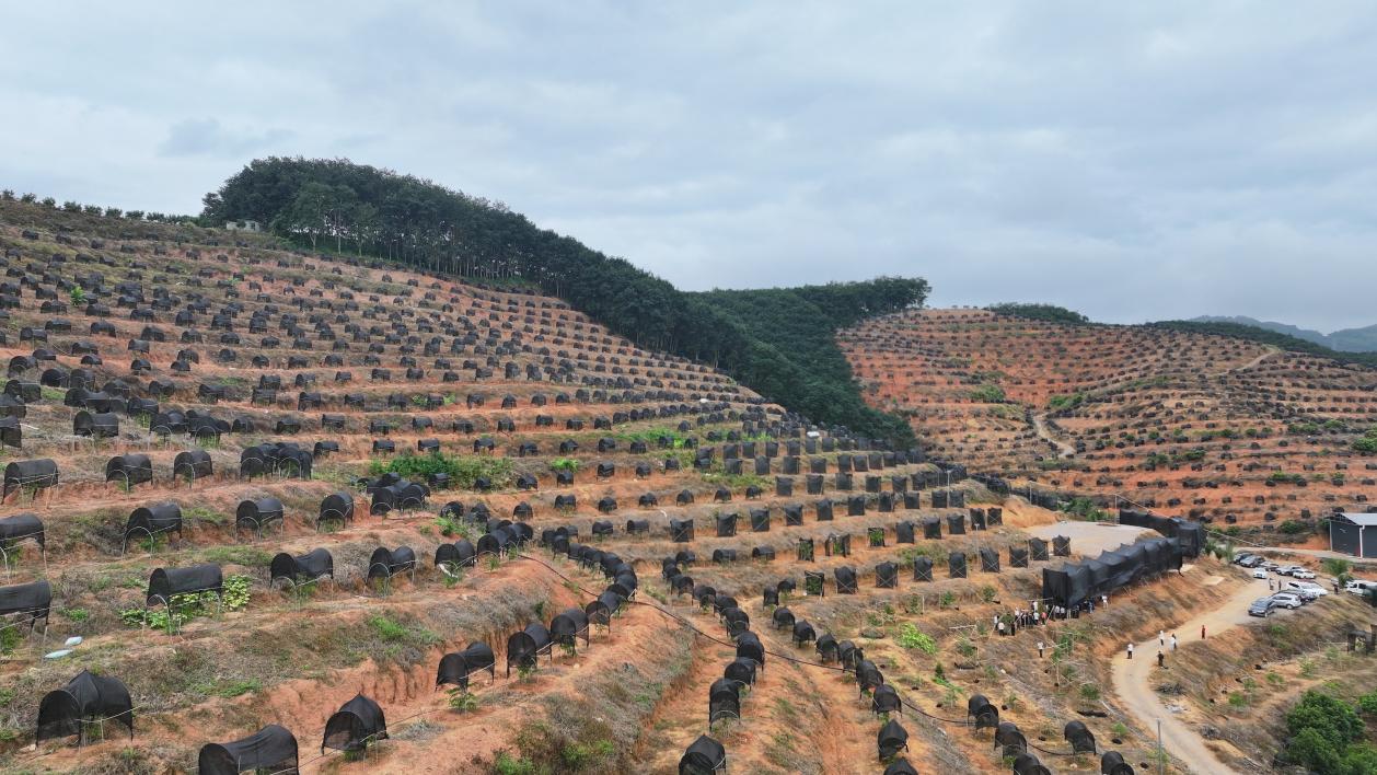 景洪市勐罕镇榴莲种植基地。 9月16日 鲁鹏摄