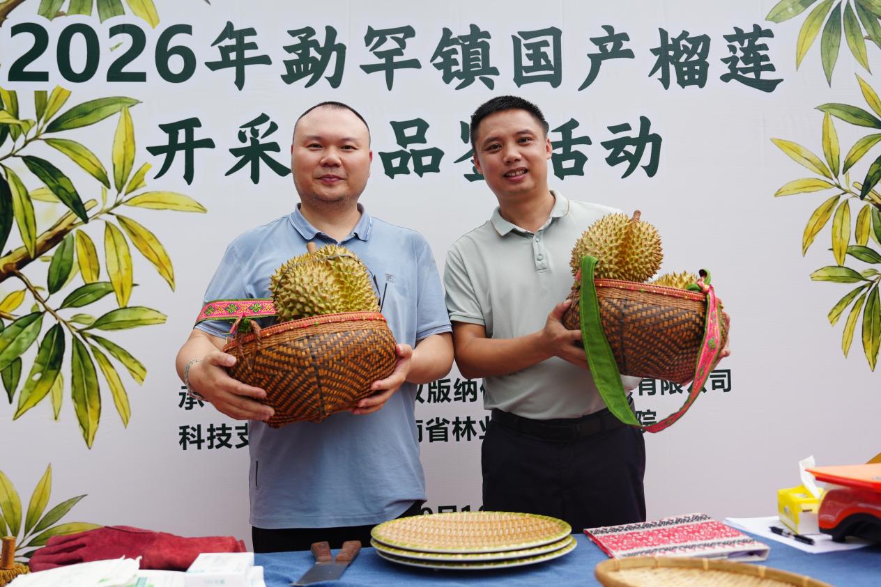 采摘下的国产榴莲。9月16日 鲁鹏摄